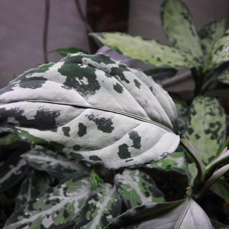 Aglaonema pictum Riau, Sumatera, LA1119-03