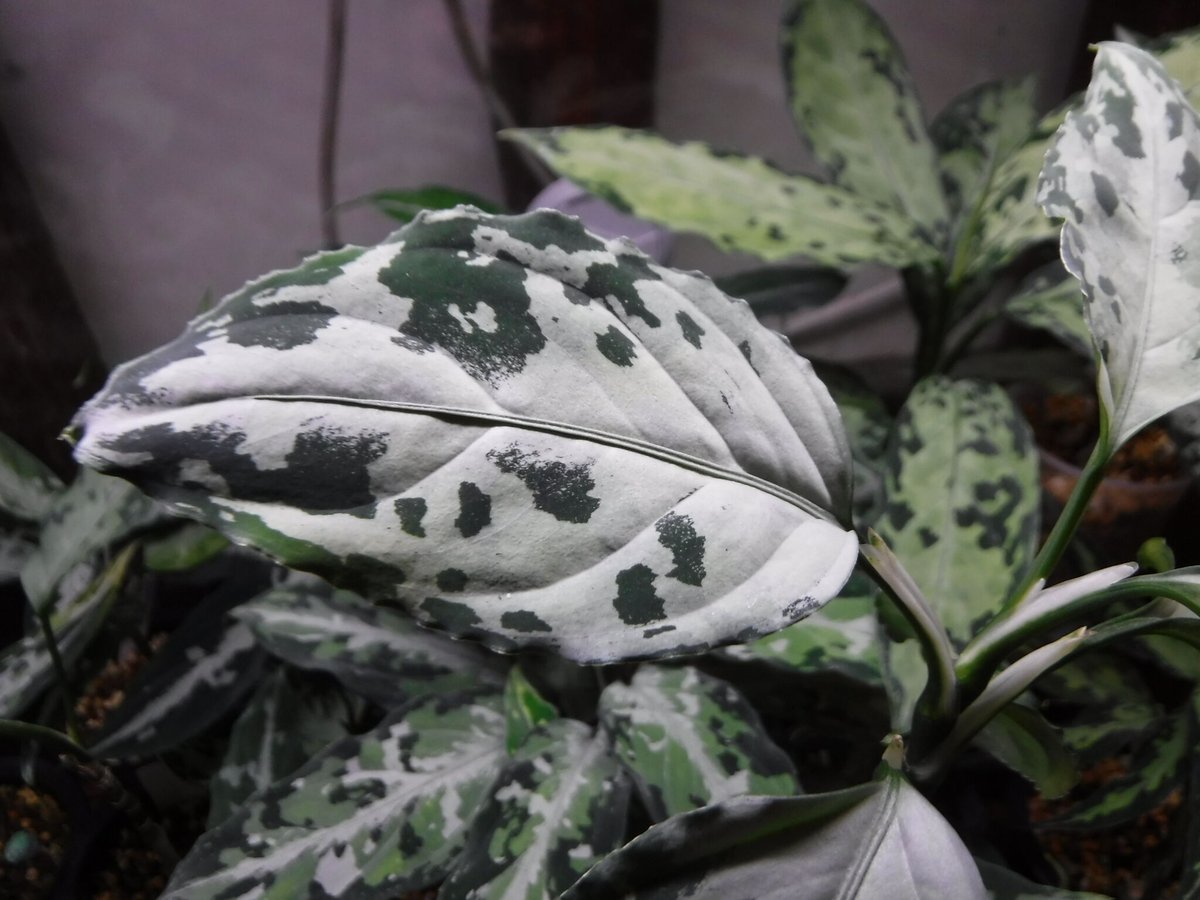 【 あられ】 Aglaonema pictum Aglaonema pictum Riau, Sumatera, LA1119-03 | Gr