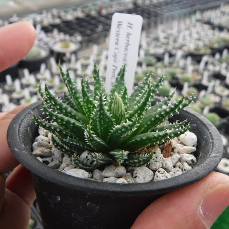 Haworthia herbacea(Selected)