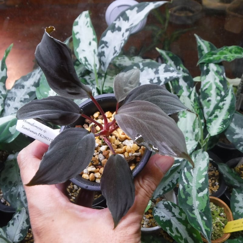 Homalomena sp. Tambunan, TK200217(Selected Clon