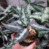 アグラオネマ　フロスティ アグラオネマ フロスティ