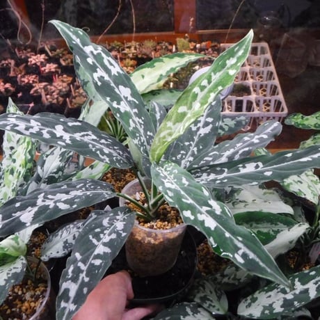 Aglaonema pictum A “朧錦” Aceh, Sumatera, LA0616-5i