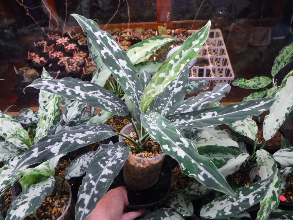Aglaonema pictum A “朧錦” Aceh, Sumatera, LA0616-
