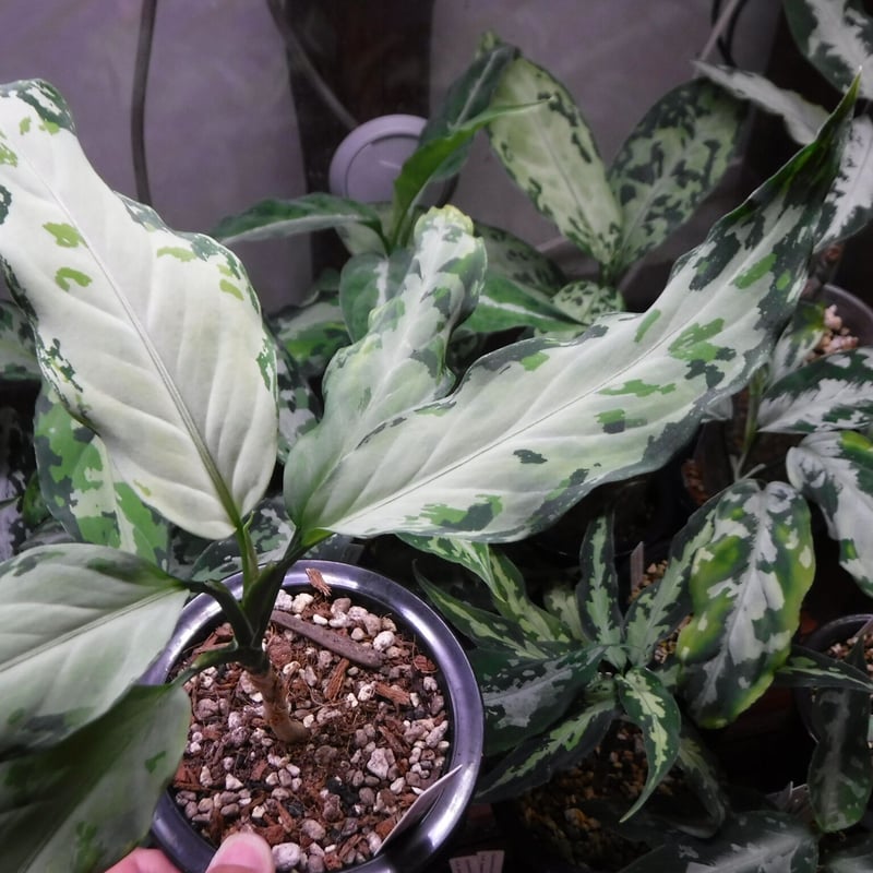 Aglaonema pictum tricolor【F 】from Aceh Aglaonema pictum tricolor Aceh, Sumatera, LA081