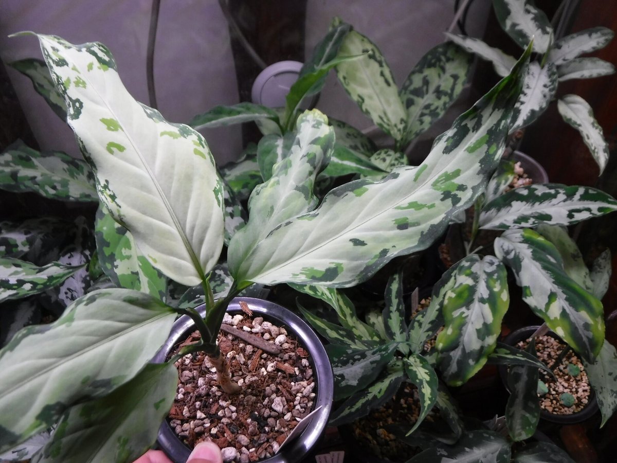 Aglaonema pictum tricolor Aceh, Sumatera, LA081