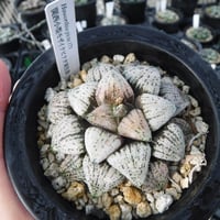Haworthia picta ‘関西小型モザイクピクタ実生選抜’ 17S