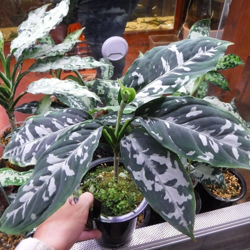 Aglaonema pictum argentum Grando Aceh, Sumatera...