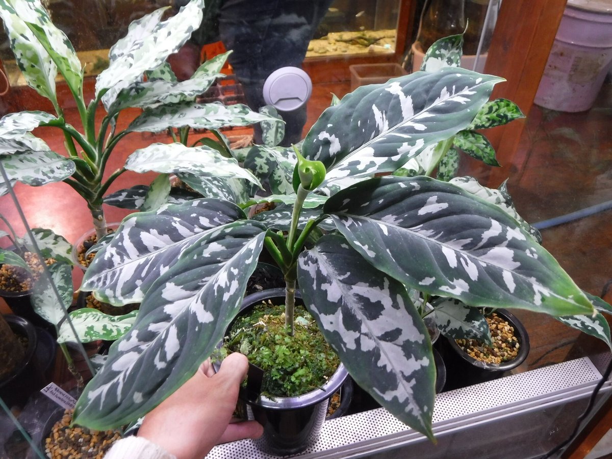 アグラオネマ　専用 Aglaonema pictum argentum Grando Aceh, Sumatera