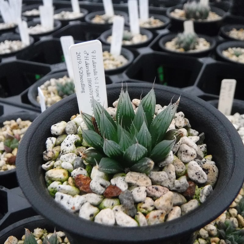 Haworthia davidii Paine's hill, （seedling） | Gr