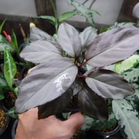 Aglaonema pictum tricolor 'Endor' Aceh, Sumater