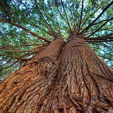Cedar wood オイル100ml
