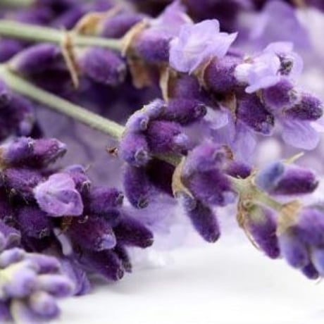 Lavender オイル100ml
