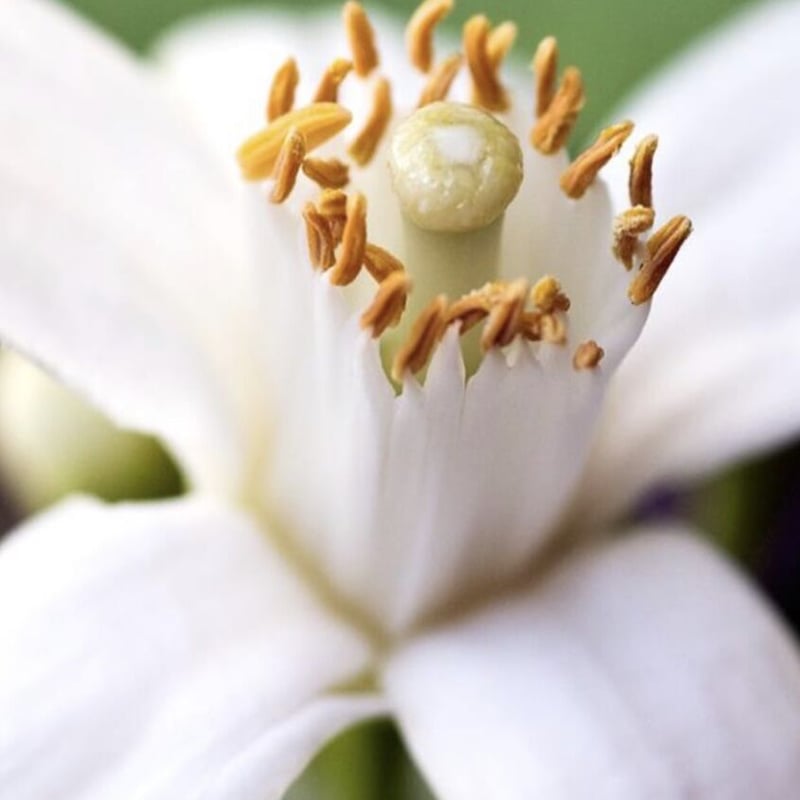 エレガンスブレンド 100ml3本セット | CARORI aroma