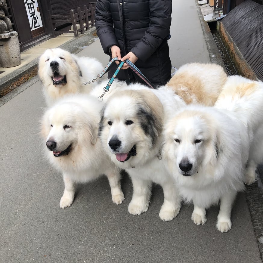グレート・ピレニーズ Great pyrenees | 香舗 能登屋