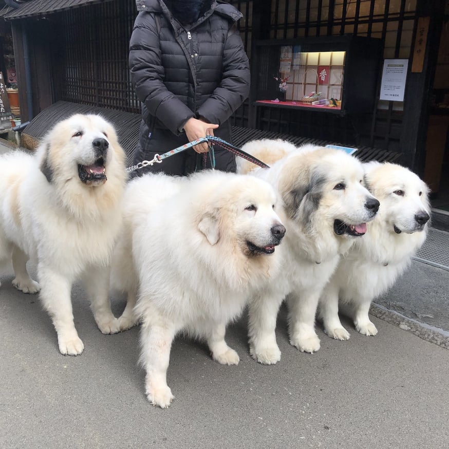 グレート・ピレニーズ Great pyrenees | 香舗 能登屋