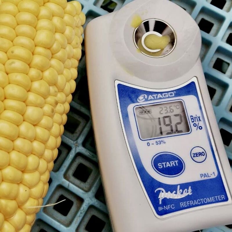 朝採り露地とうもろこし めぐみゴールド10本セット | ほなみマルシェ