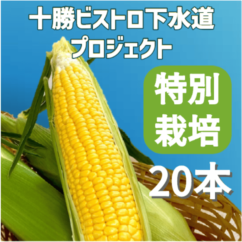 62e616315ff4234bc225c368