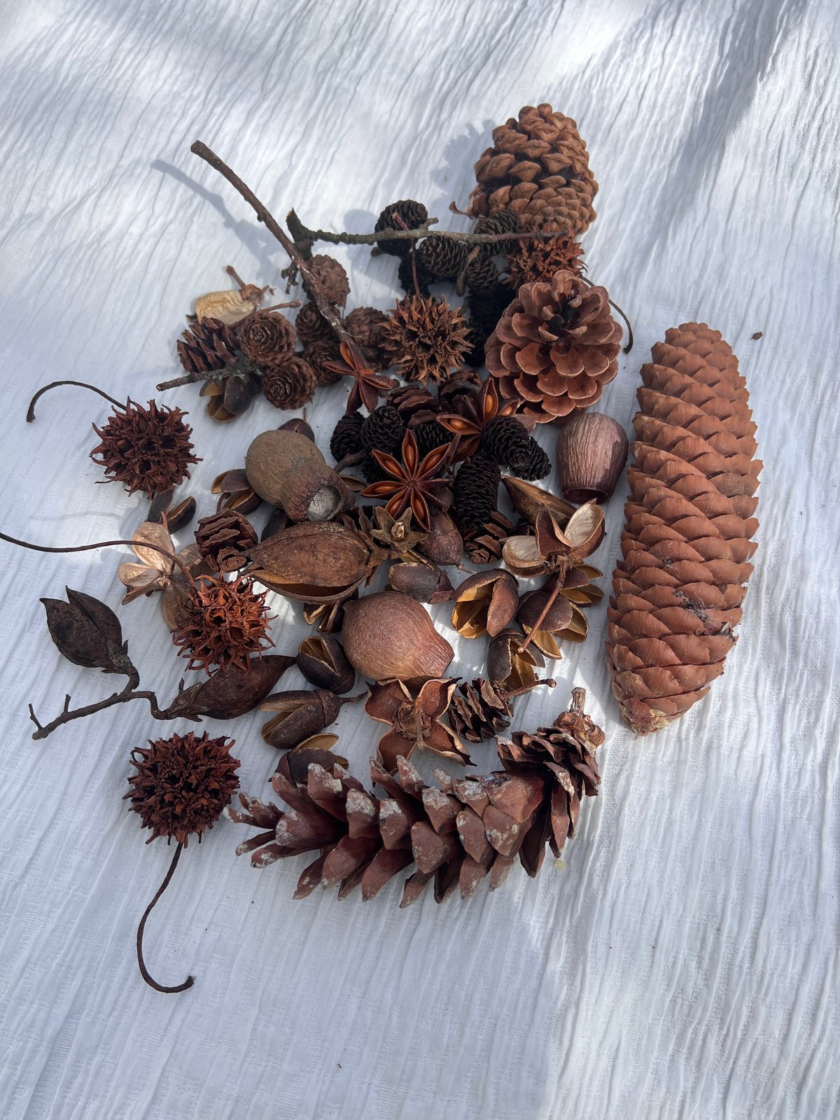 木ノ実詰め合わせ | A /garden