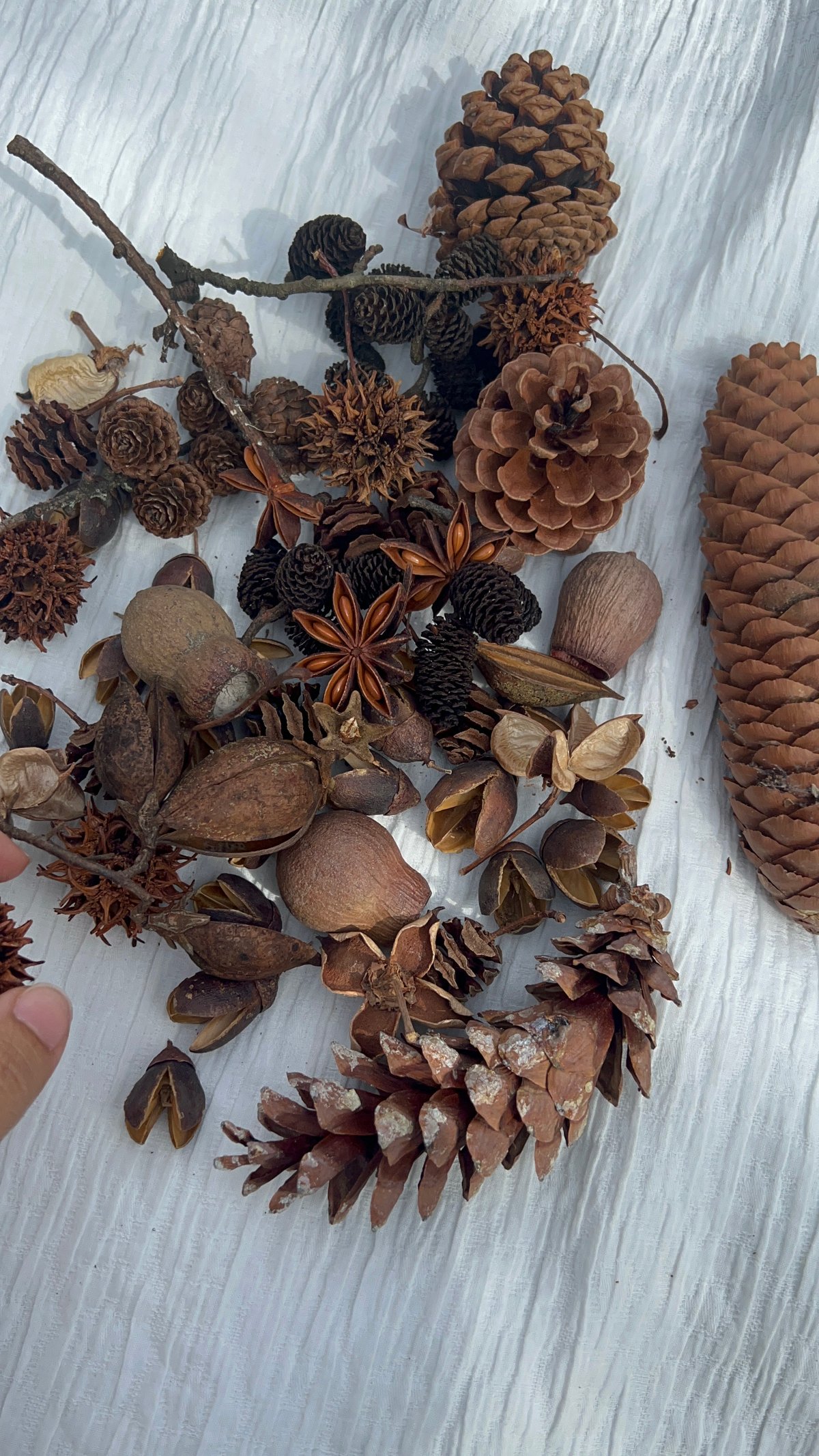 木の実詰め合わせ　No.530 木ノ実詰め合わせ | A /garden