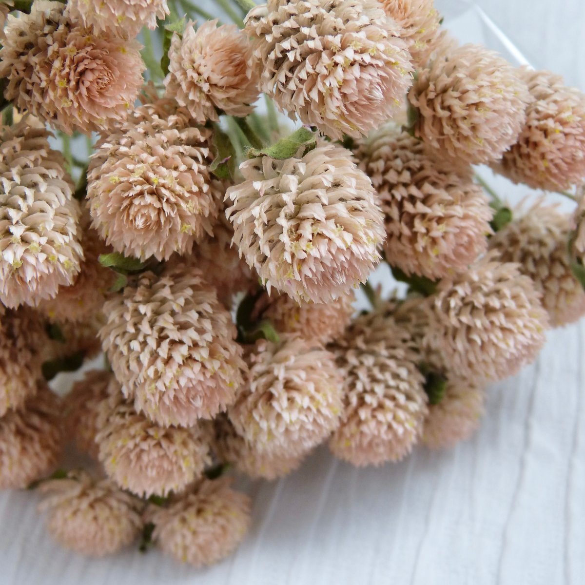 花ページ  ナノクリーム2本 fit=scale-down,w=1200