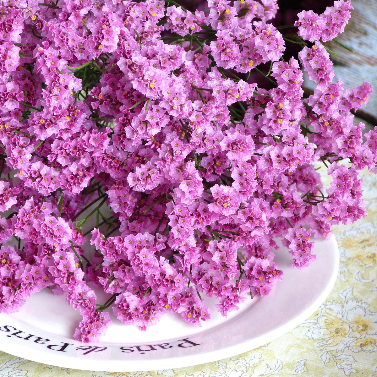 ハイブリッドスターチスドライフラワーチス濃いピンク 8本⇒6g〈No.35〉 ドライ HBチース 濃いピンク | A /garden