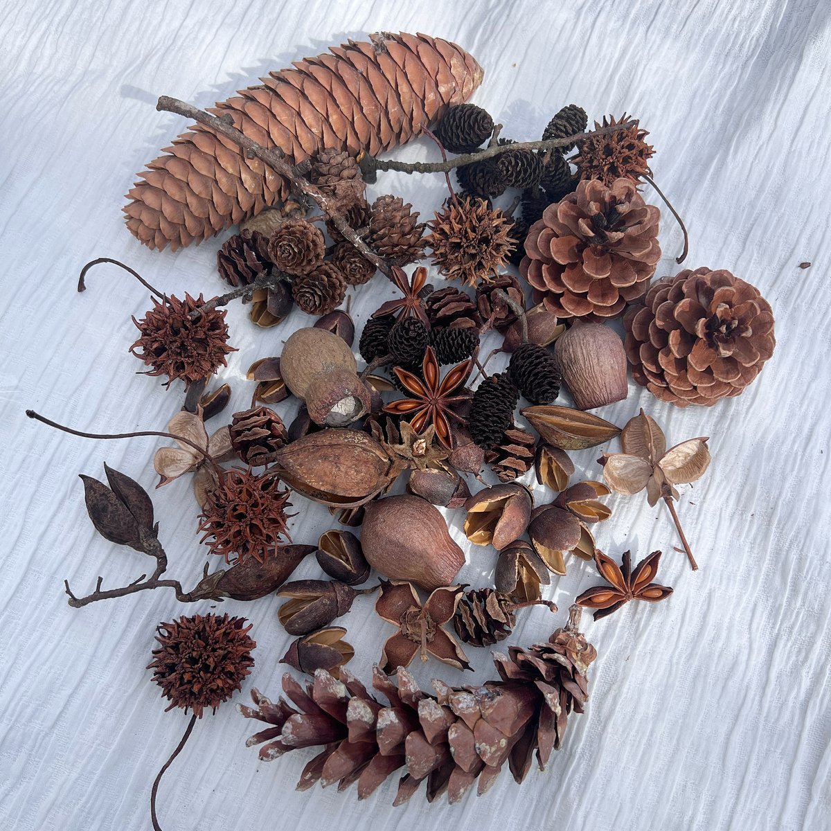 木ノ実詰め合わせ | A /garden