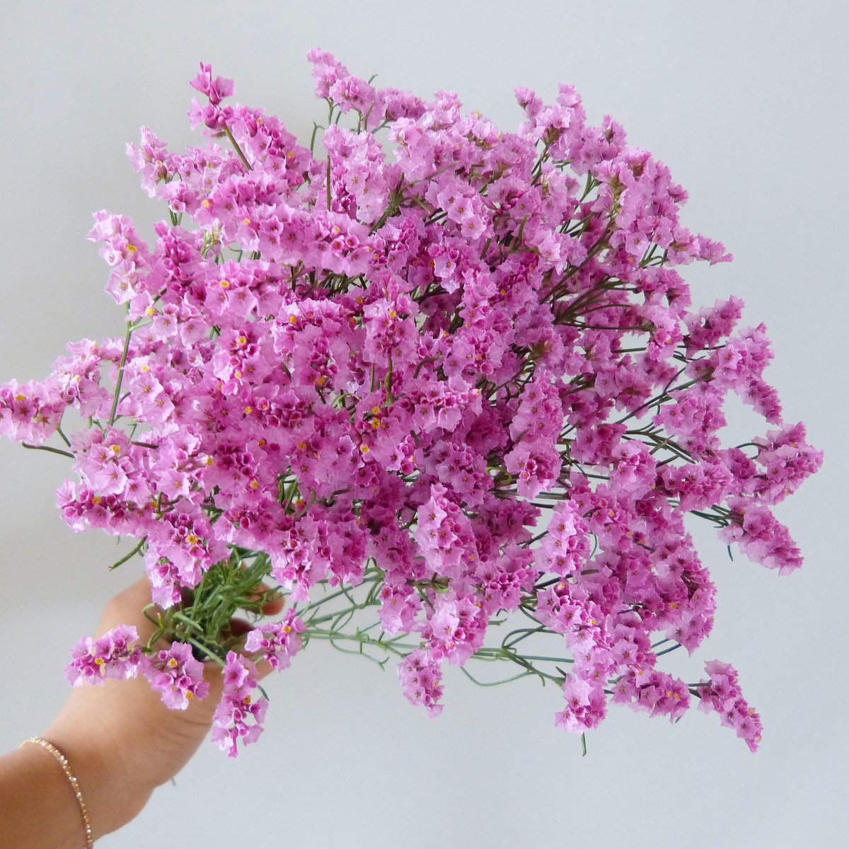 ドライ HBチース 濃いピンク | A /garden