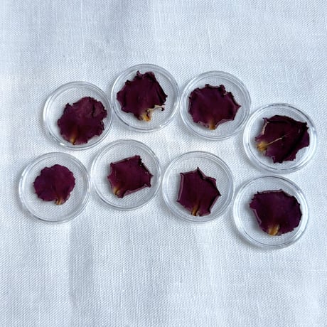 【プレミアム】ブルームーン薔薇花びら