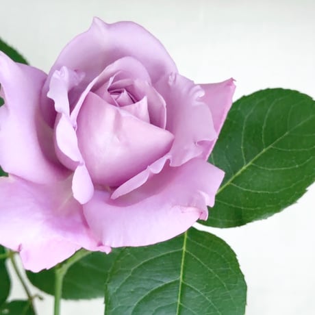 【プレミアム】ブルームーン薔薇花びら