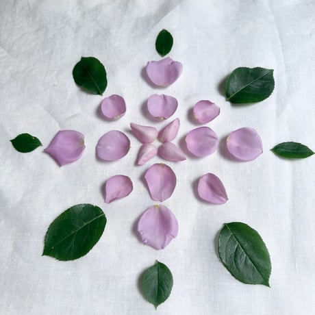 【プレミアム】ブルームーン薔薇花びら