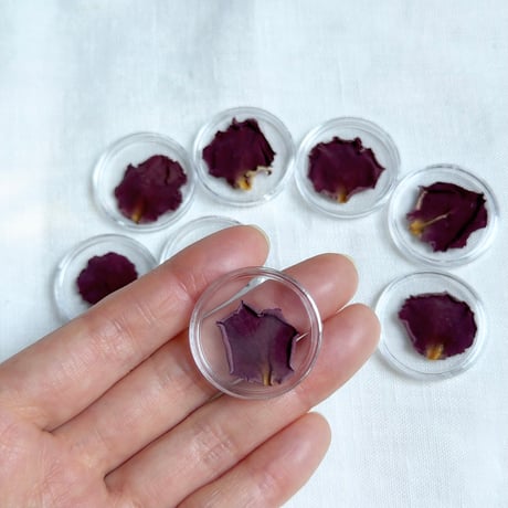 【プレミアム】ブルームーン薔薇花びら