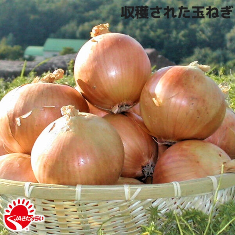 北見玉ねぎ L大5kg【北海道 JAきたみらい】 | ショップきたみさん！