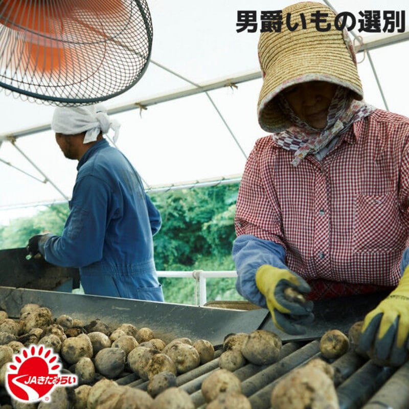 北見玉ねぎ+男爵いも 10kgセット【北海道 JAきたみらい産】 | ショップ