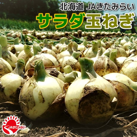 JAきたみらい「サラダ玉ねぎ」 10kg【北海道 北見産】