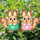 ショップきたみさん!