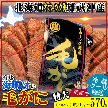 期間限定 北海道 雄武産 海明け 毛ガニ 約570g 特大