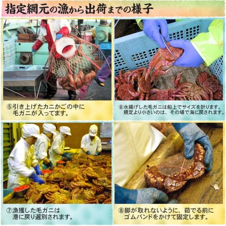 期間限定 北海道 雄武産 海明け 毛ガニ 約570g 特大