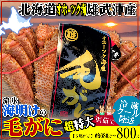 期間限定 北海道 雄武産 海明け 毛ガニ 約800g 超特大