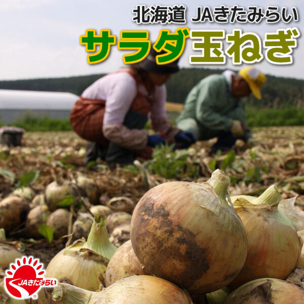 JAきたみらい「サラダ玉ねぎ」 3kg×1箱【北海道 北見産】 | ショップ