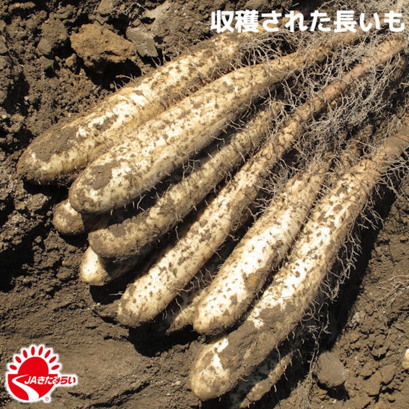 長芋(土付き) 優 10kg【北海道 JAきたみらい産】 11/26一斉発送