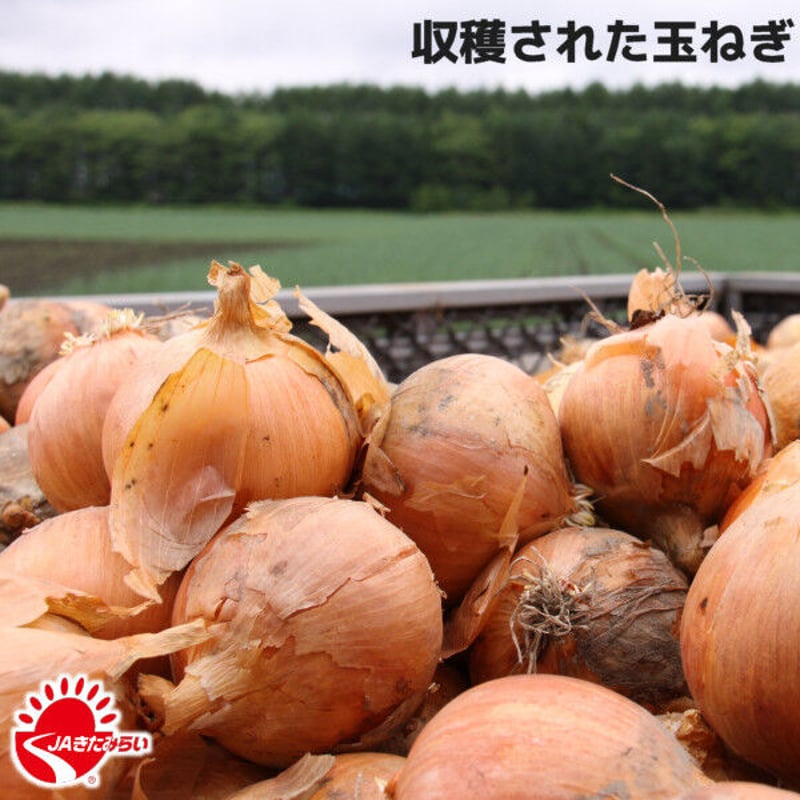 北見玉ねぎ L大5kg【北海道 JAきたみらい】 | ショップきたみさん！