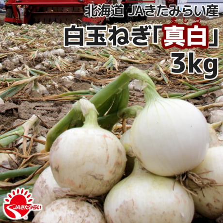 北見産たまねぎ「真白」 3kg×3箱【北海道 JAきたみらい】