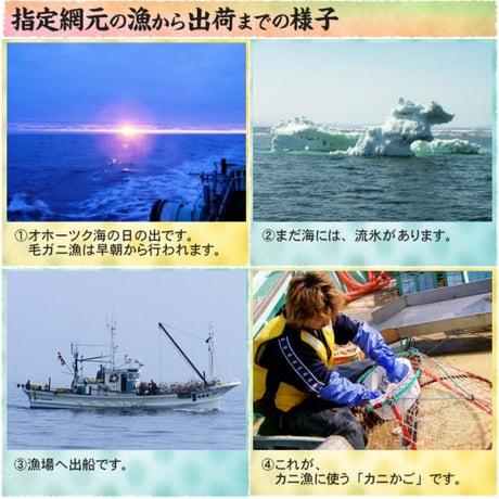期間限定 北海道 雄武産 海明け 毛ガニ 約570g 特大