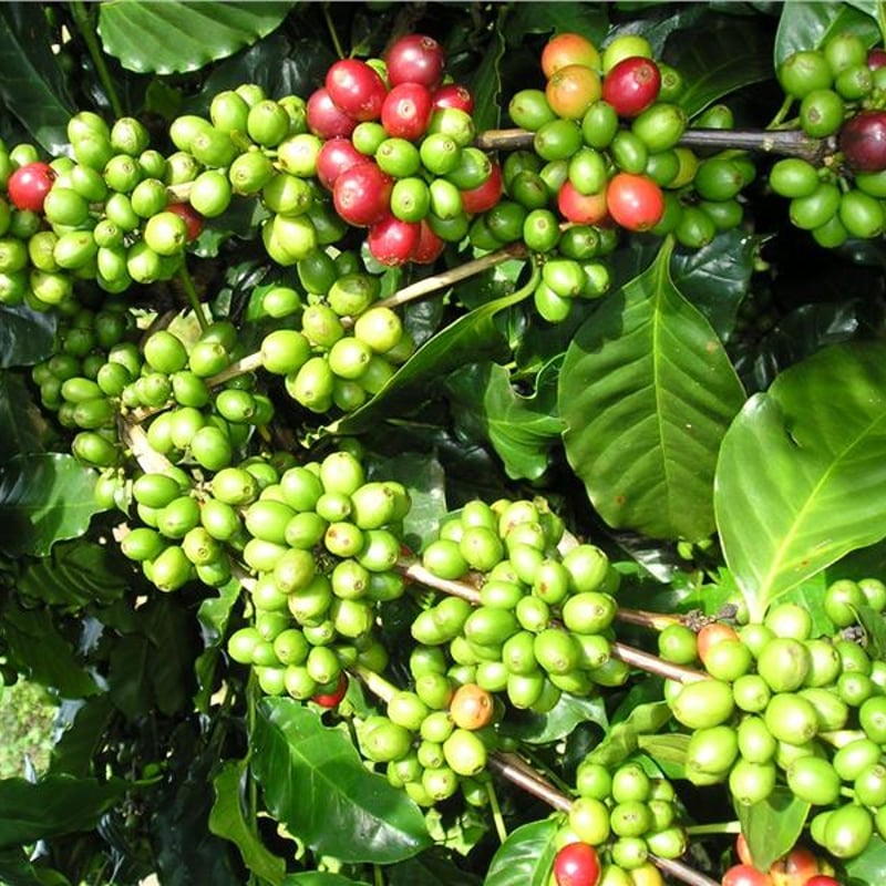 爆安!!【コーヒー生豆】ベトナム/ロブスタ10kg　 ※送料無料 trideacoltd_vnmrobg1p60x907g