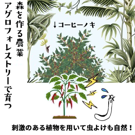 ウガンダ 100g：ピーベリー（希少豆）