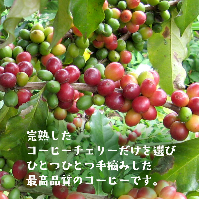 ウガンダ　スペシャリティコーヒー　生豆【農薬・肥料不使用】　１㎏×4袋 ウガンダ スペシャリティコーヒー 生豆【農薬・肥料不使用】 1