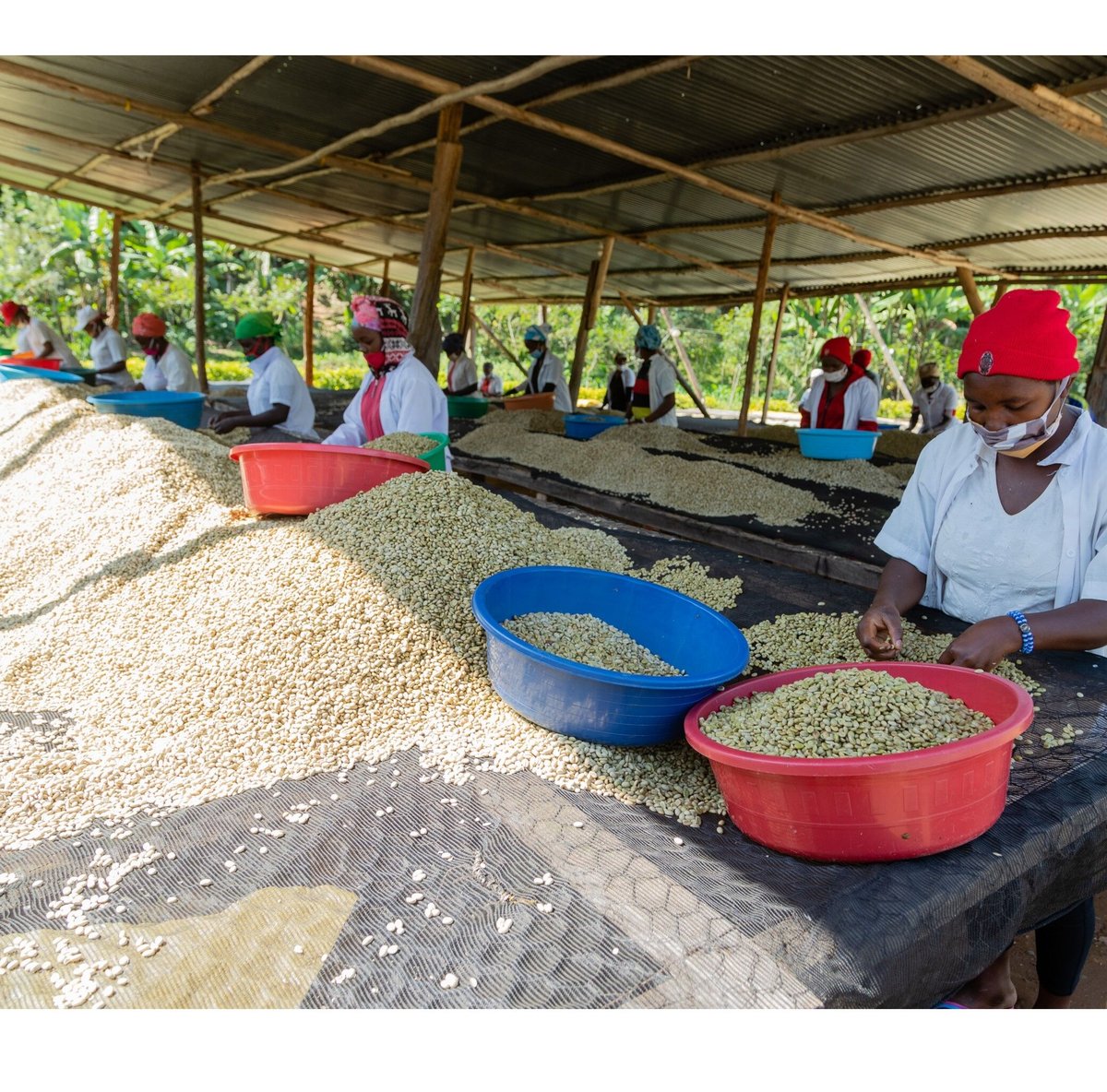 有機JASオーガニック ルワンダ・スペシャルティ生豆300g