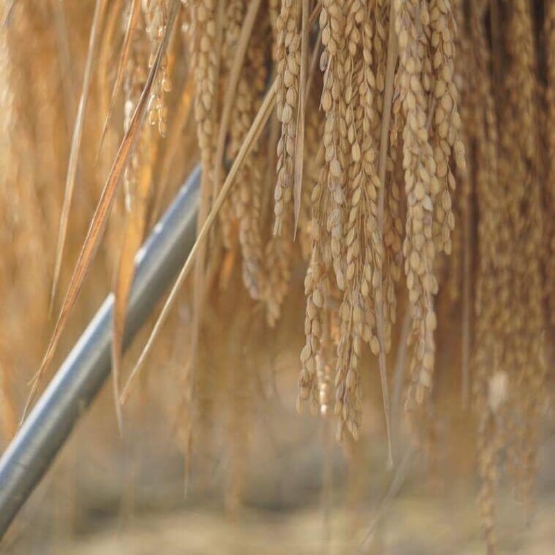 古代米しめWS 2022年12月27日(火) | Aonoki farm