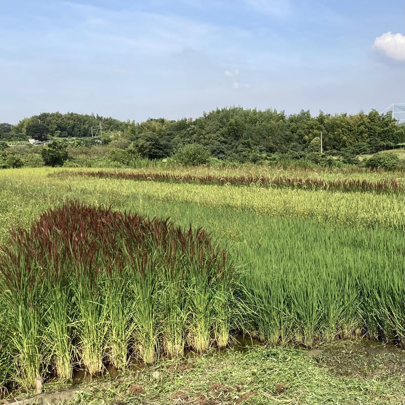 古代米しめWS 2022年12月27日(火) | Aonoki farm