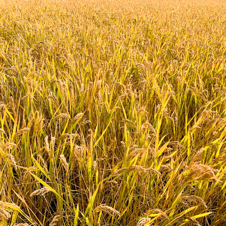 『ガクさま専用』ハッピーヒル稲苗25本5セット＋あけぼの稲苗25本2セット ガクさま専用』ハッピーヒル稲苗25本5セット＋あけぼの稲苗25本2